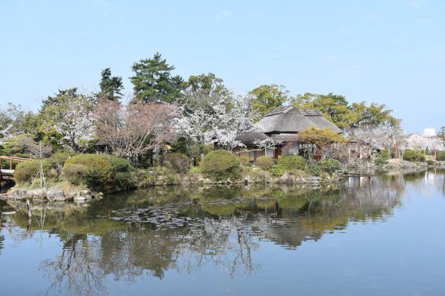 神野公園（桜）005