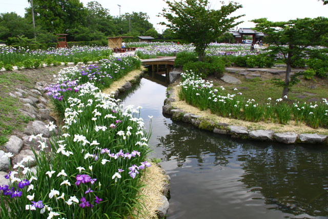 菖蒲大和中央公園001