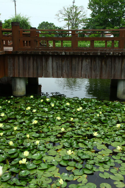 睡蓮大和中央公園002