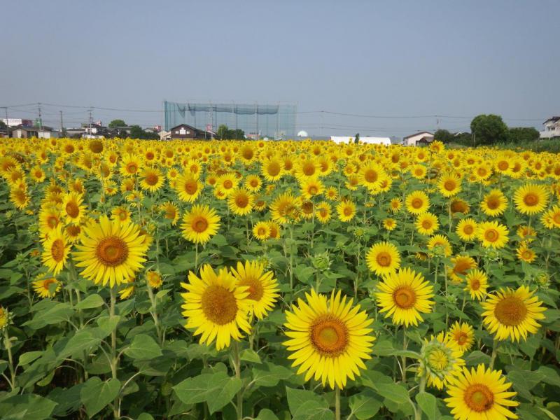 ひょうたん島公園