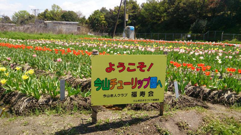 今山チューリップ園