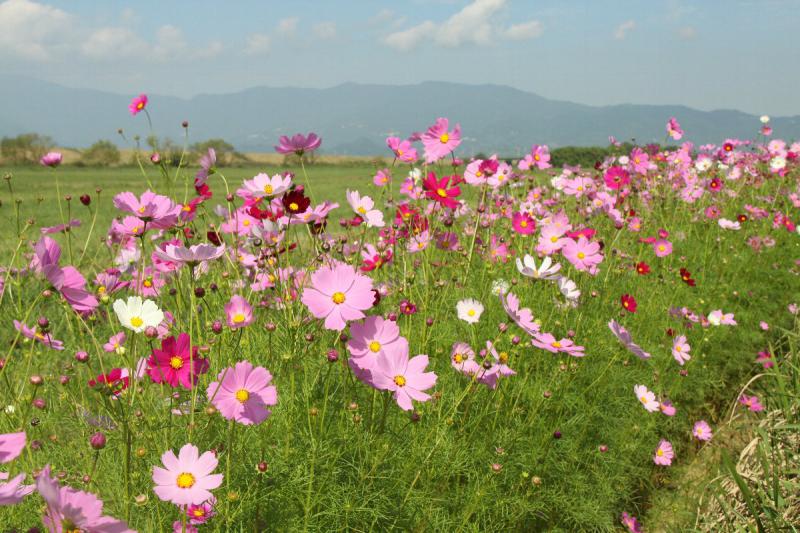 嘉瀬川河川敷