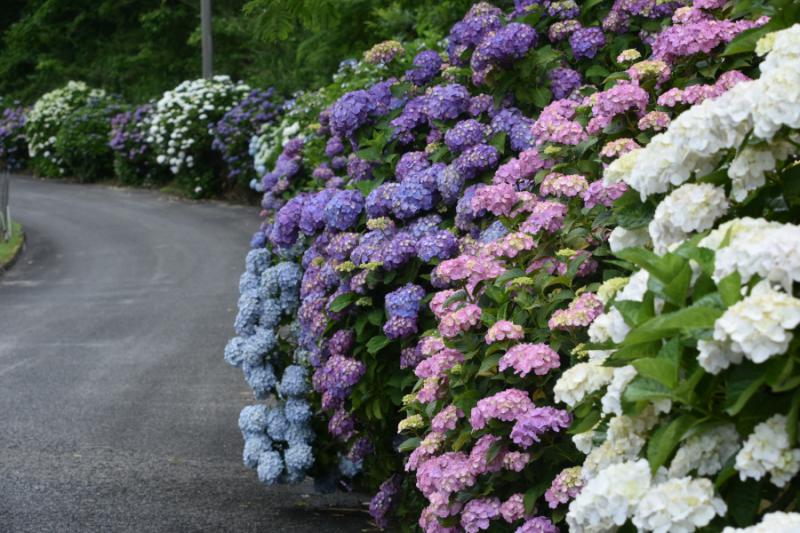 古湯山なか紫陽花の道