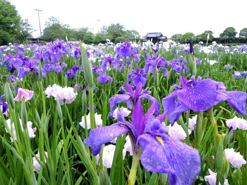 大和中央公園花しょうぶ園